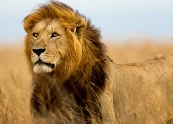 Private Safari Charter Flights: Fly Directly to Africa’s Wildest Destinations